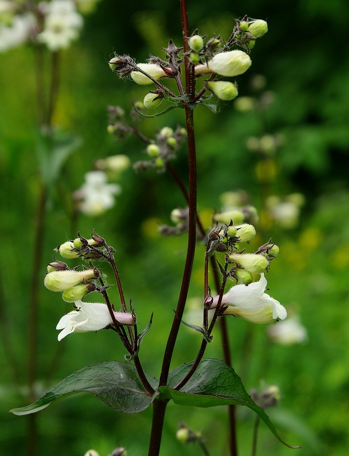 Image of Penstemon digitalis specimen.