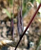 Anisantha sterilis