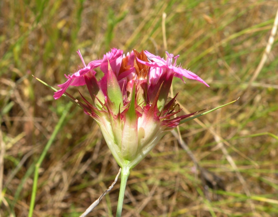 Image of Dianthus capitatus specimen.