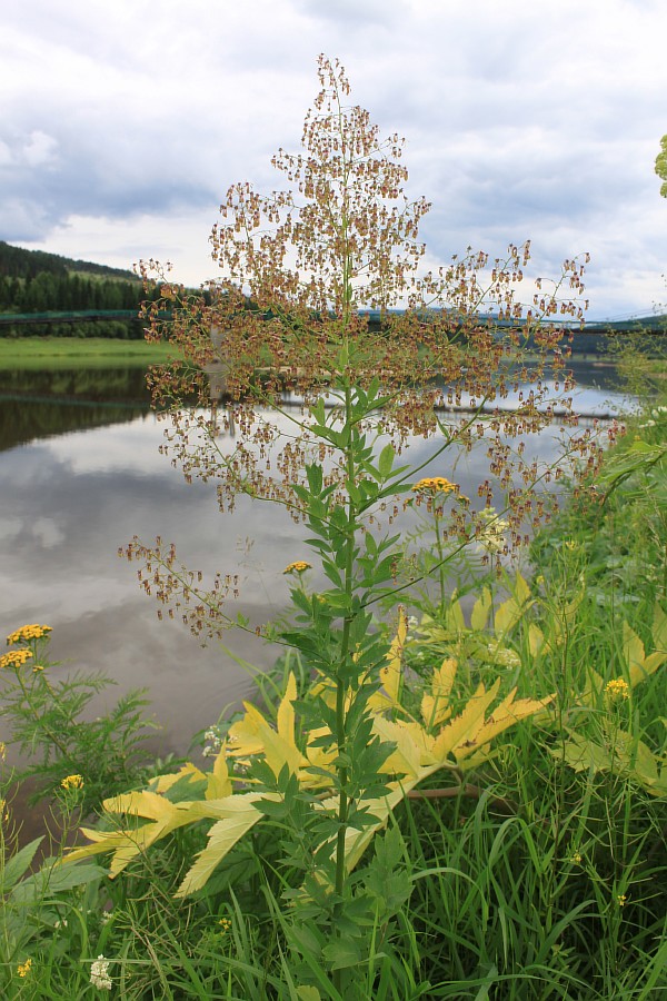 Image of Thalictrum simplex specimen.