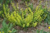 Cruciata coronata