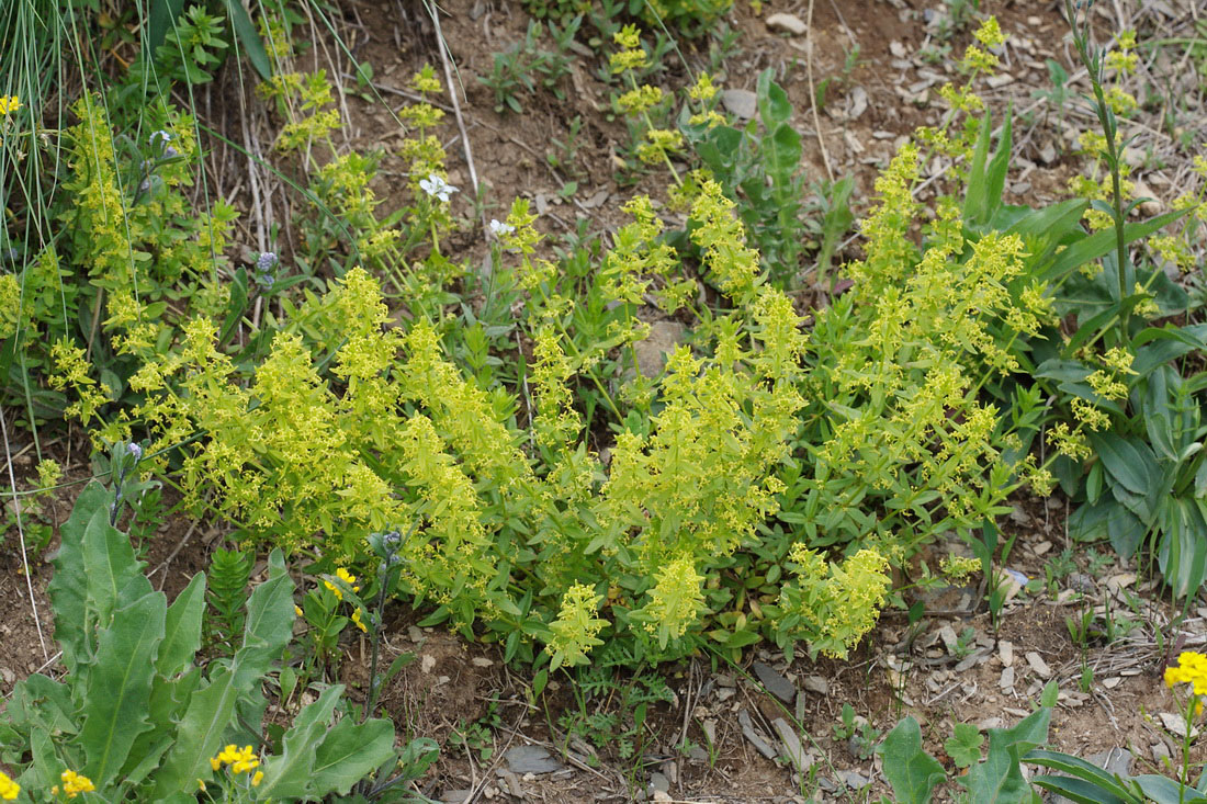 Image of Cruciata coronata specimen.