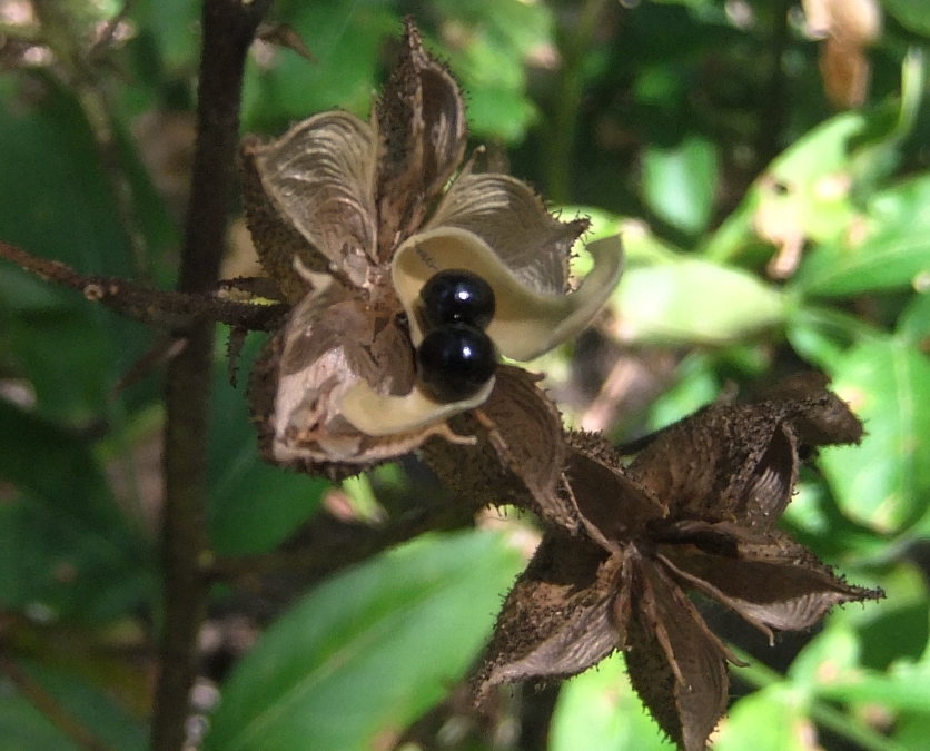 Image of Dictamnus caucasicus specimen.