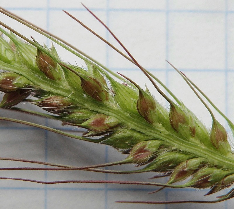 Image of Echinochloa crus-galli specimen.