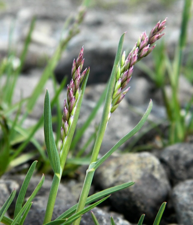 Image of genus Poa specimen.