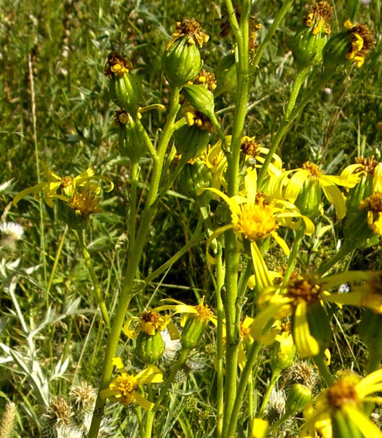 Изображение особи Senecio thyrsophorus.