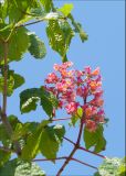 Aesculus × carnea. Соцветия и листья. Краснодарский край, Черноморское побережье Кавказа, г. Новороссийск, в культуре. 4 мая 2009 г.