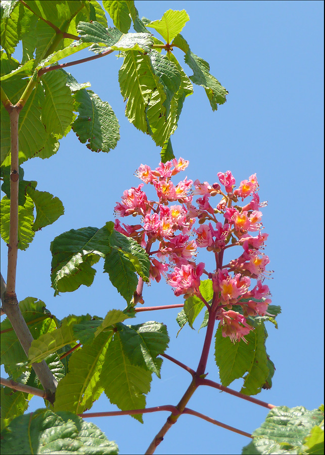 Image of Aesculus &times; carnea specimen.