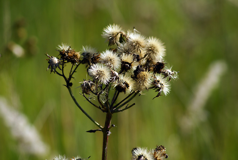 Image of Hieracium umbellatum specimen.