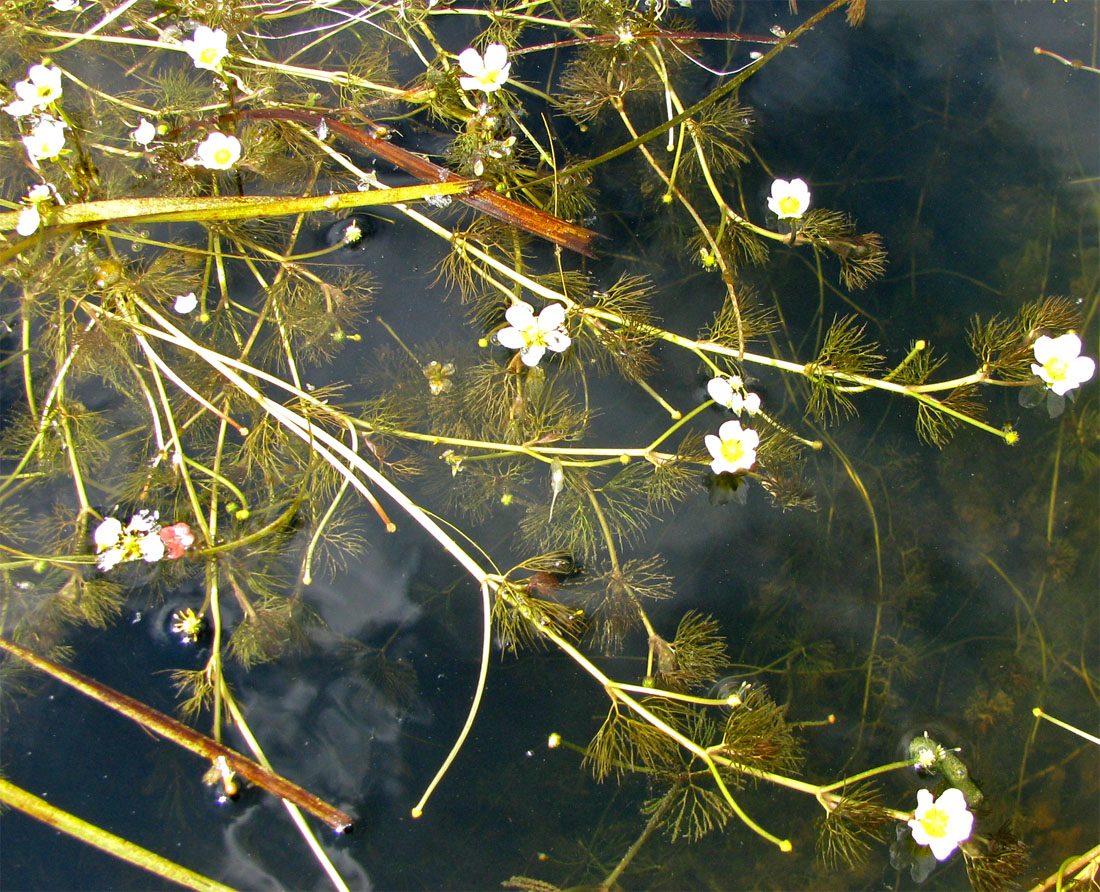 Image of Ranunculus &times; glueckii specimen.