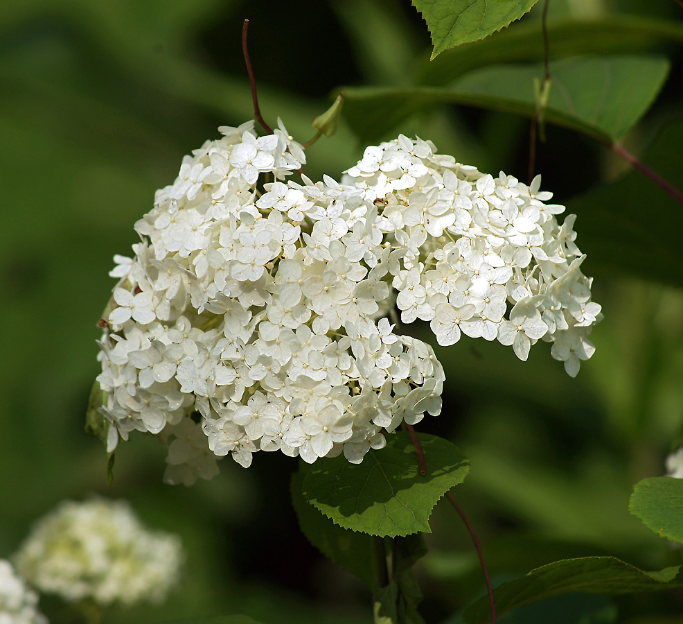 Image of Hydrangea arborescens specimen.