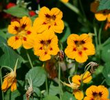 Tropaeolum majus. Цветки. Московская обл., Раменский р-н, окр. дер. Хрипань, садовый участок. 04.08.2011.