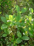 Menyanthes trifoliata. Растения на заболоченном берегу озера. Московская обл., Одинцовский р-н, оз. Полецкое. 30.06.2011.