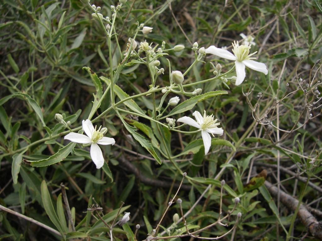 Image of Clematis songorica specimen.