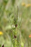 Dipsacus laciniatus