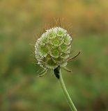 Scabiosa ochroleuca