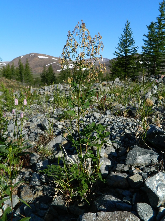 Image of genus Thalictrum specimen.