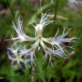 Dianthus stenocalyx