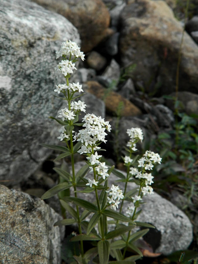 Изображение особи Galium boreale.