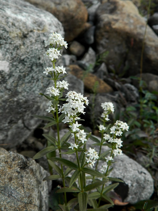 Image of Galium boreale specimen.