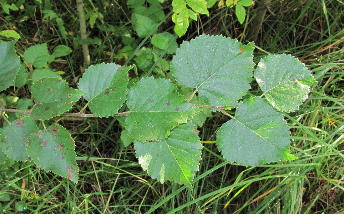 Изображение особи Betula pubescens.