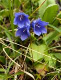 Campanula dasyantha. Цветки. Забайкалье, хребет Кодар. 26.07.2007.