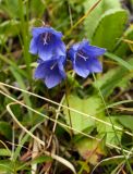 Campanula dasyantha