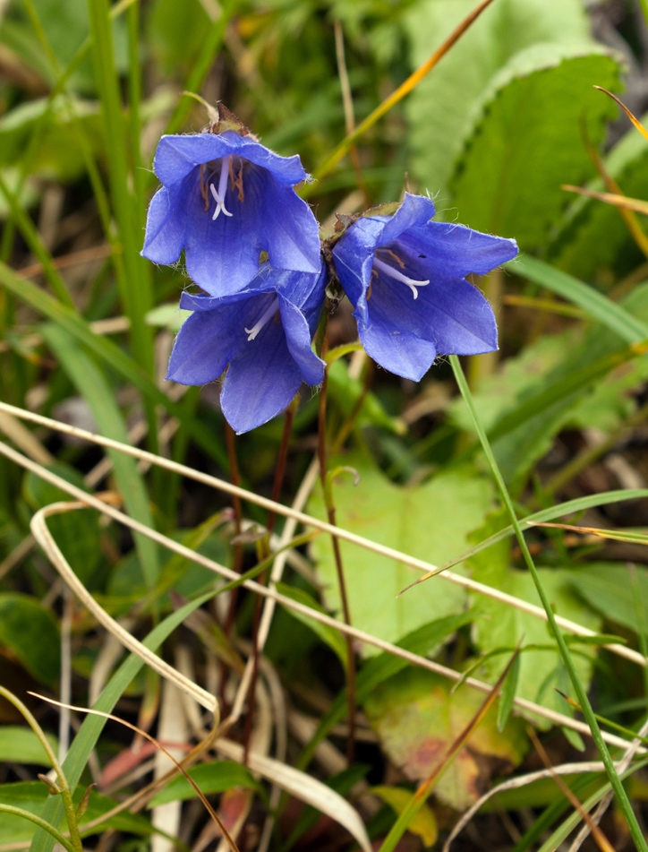 Изображение особи Campanula dasyantha.