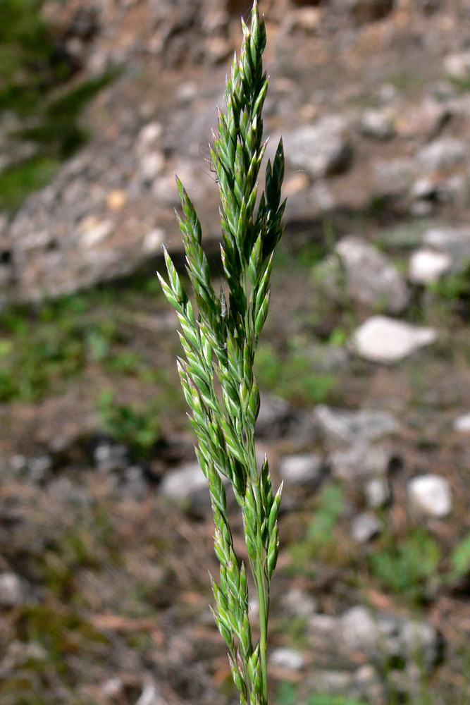 Image of genus Poa specimen.