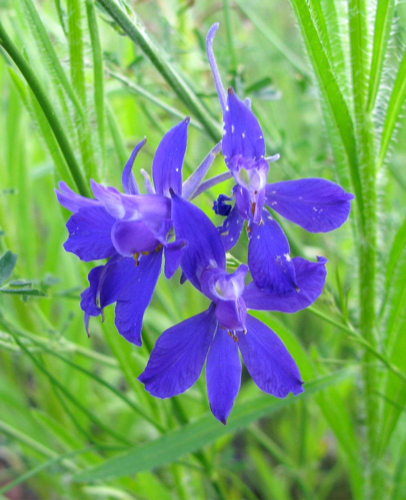 Image of Delphinium consolida specimen.