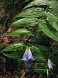 Gentiana asclepiadea. Верхушка цветущего побега. Украина, Закарпатская обл., Раховский р-н, 500 м н.у.м., в широколиственном лесу с преобладанием бука. 26 августа 2008 г.