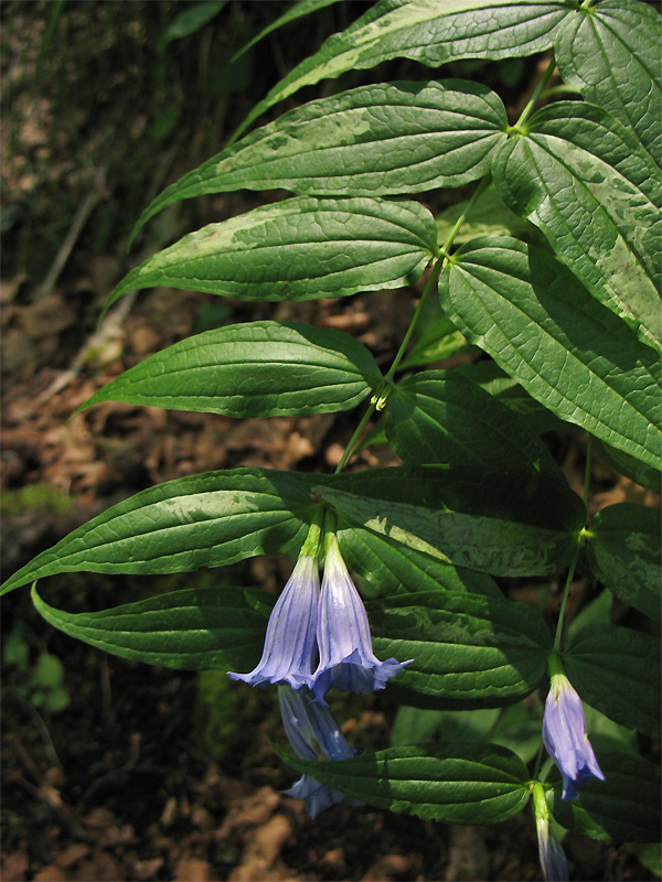 Image of Gentiana asclepiadea specimen.