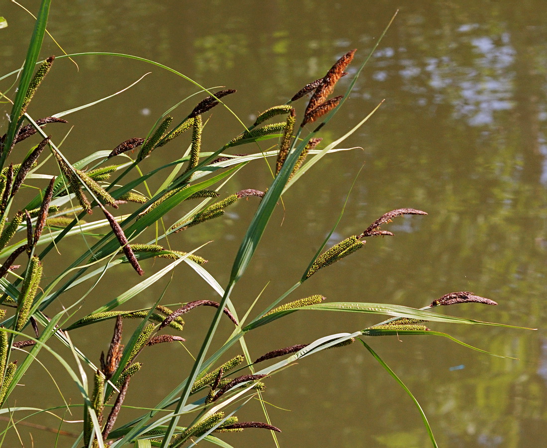 Изображение особи Carex acuta.
