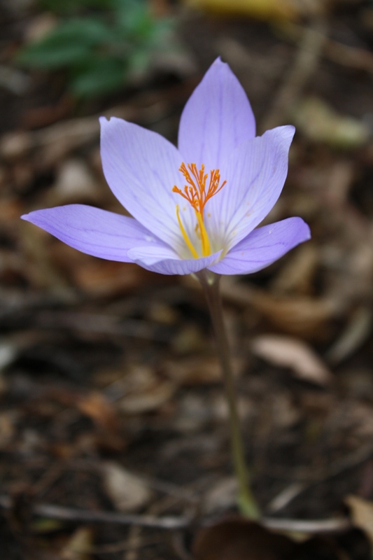 Изображение особи Crocus speciosus.