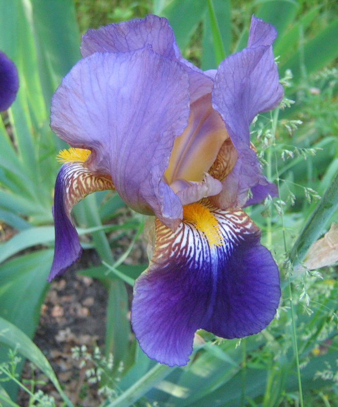 Image of Iris × hybrida specimen.
