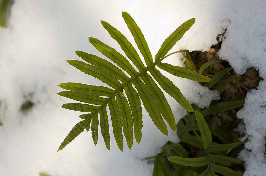 Изображение особи Polypodium cambricum.