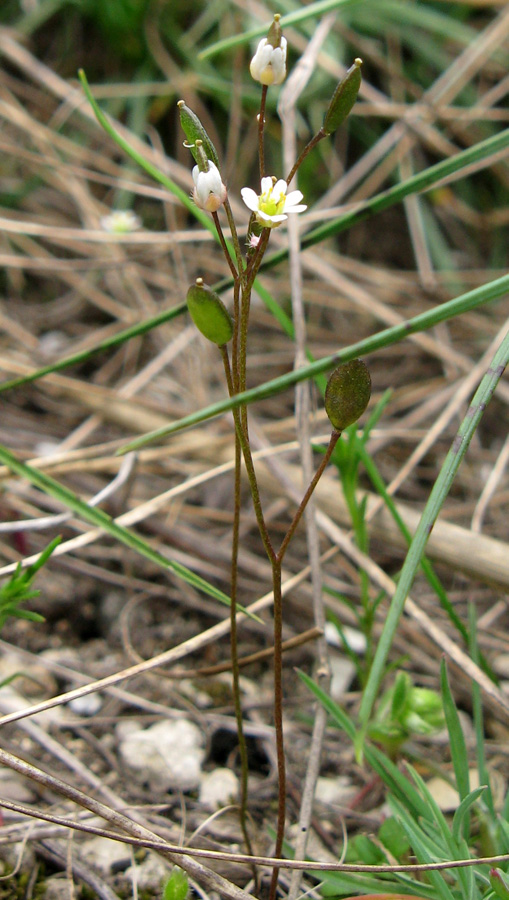 Image of Erophila praecox specimen.