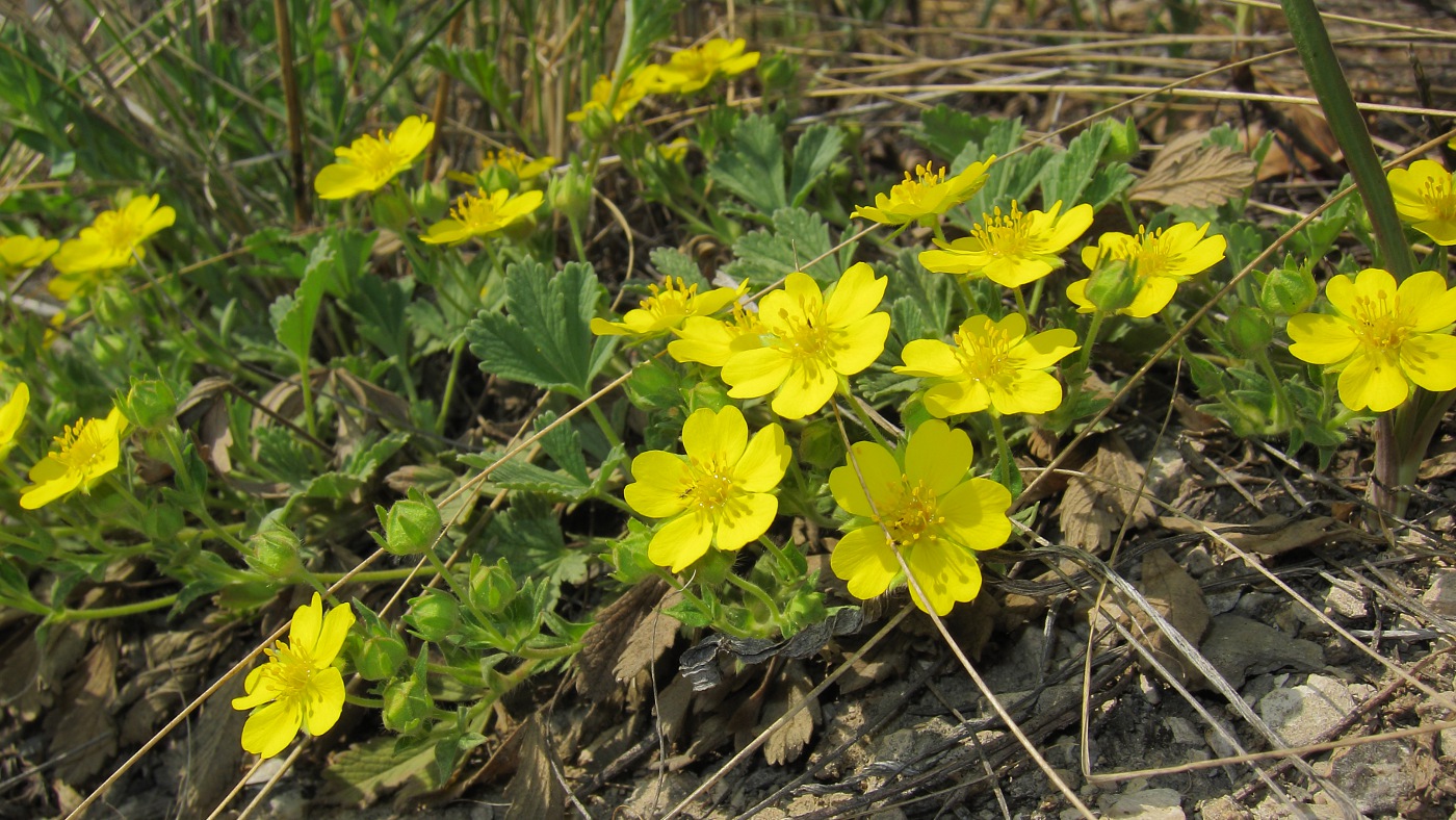 Изображение особи Potentilla incana.