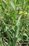 Linum tauricum