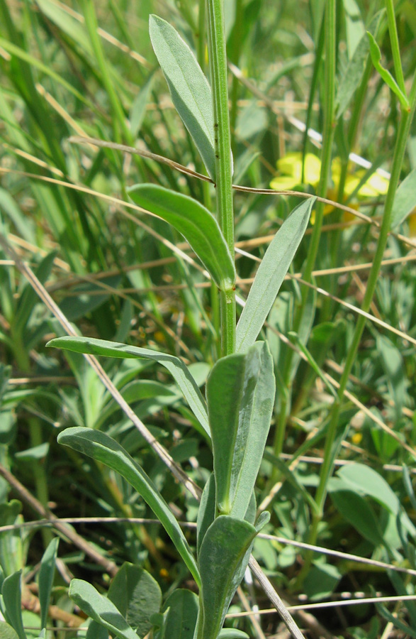 Изображение особи Linum tauricum.