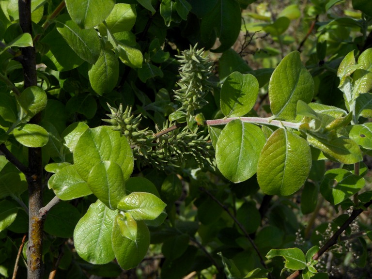 Image of Salix abscondita specimen.