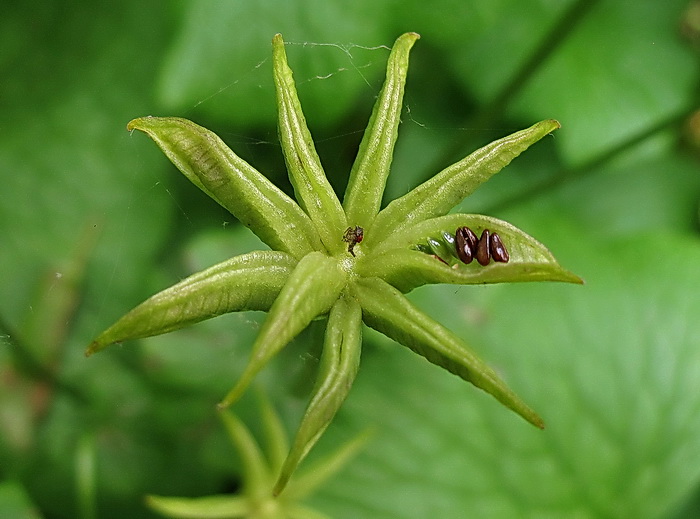 Image of Caltha silvestris specimen.