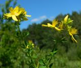 Hypericum perforatum