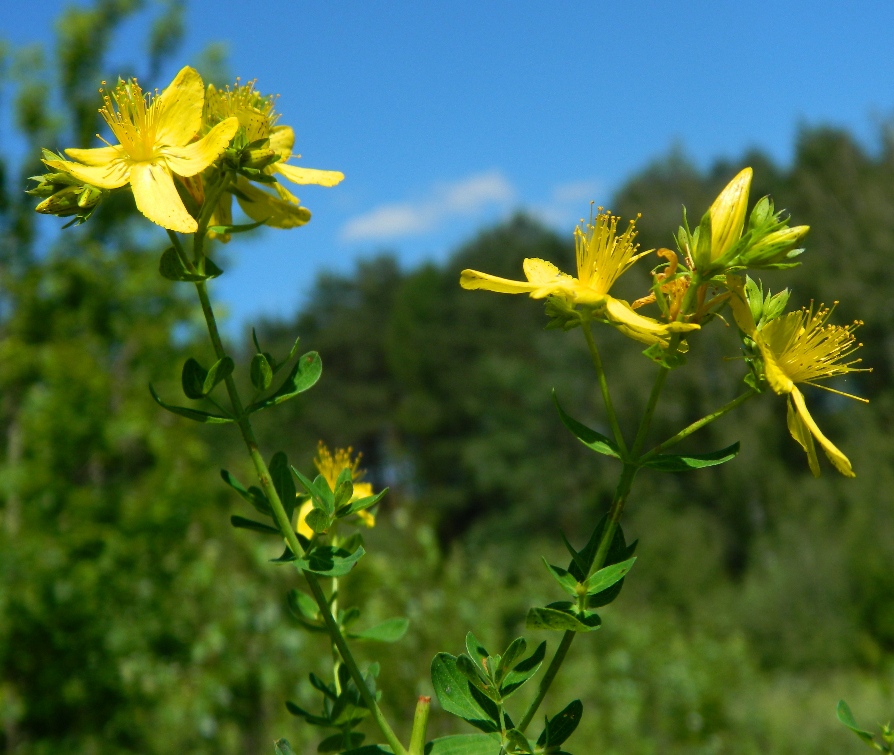 Image of Hypericum perforatum specimen.