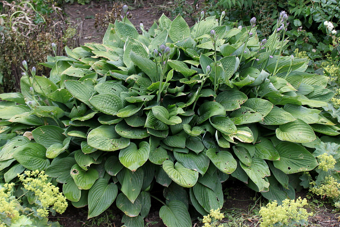 Изображение особи Hosta sieboldiana.