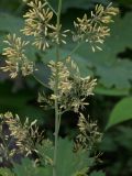 Macleaya microcarpa