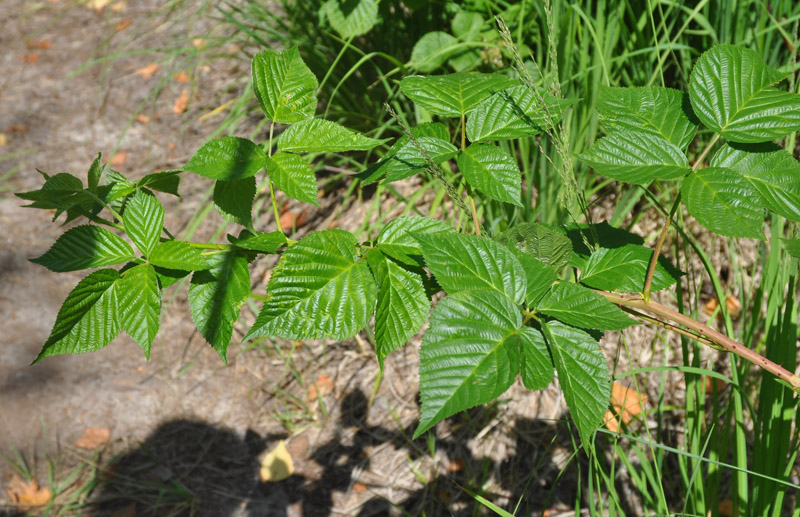 Image of Rubus nessensis specimen.