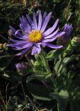 Aster ibericus