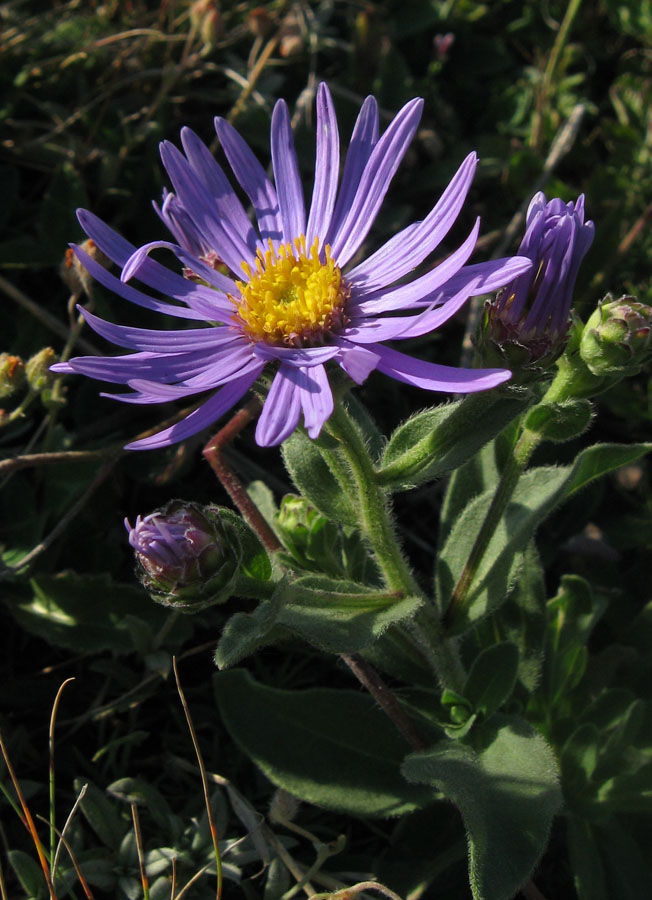 Image of Aster ibericus specimen.