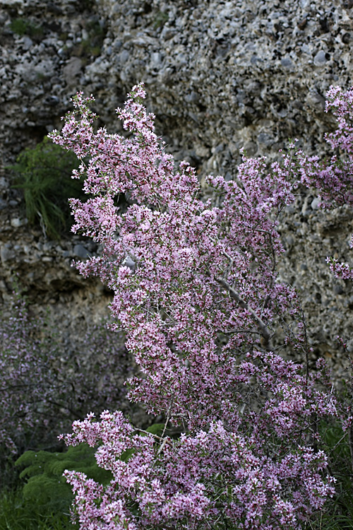 Изображение особи Amygdalus spinosissima.